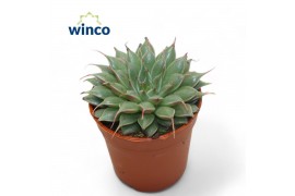 Graptopetalum filiferum Graptopetalum Feliferum