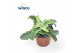 Kalanchoe Kalanchoe Maltese Cross1 pp 