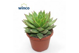 Echeveria Echeveria Lipstick1 bl.