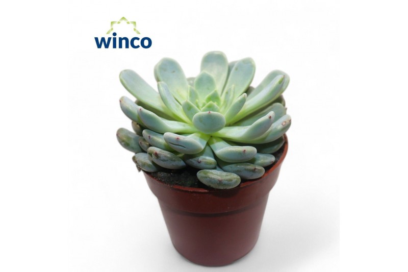 Echeveria Echeveria Baenaoverige bl. 