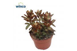 Kalanchoe tomentosa Kalanchoe Tomentosa Chocolate Soldieroverig pp