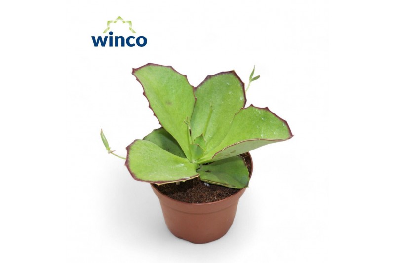 Kalanchoe tomentosa Kalanchoe Synsepalaoverig pp 