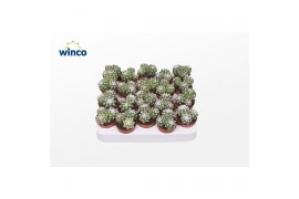 Cactus Echinopsis Subdenudata (group)