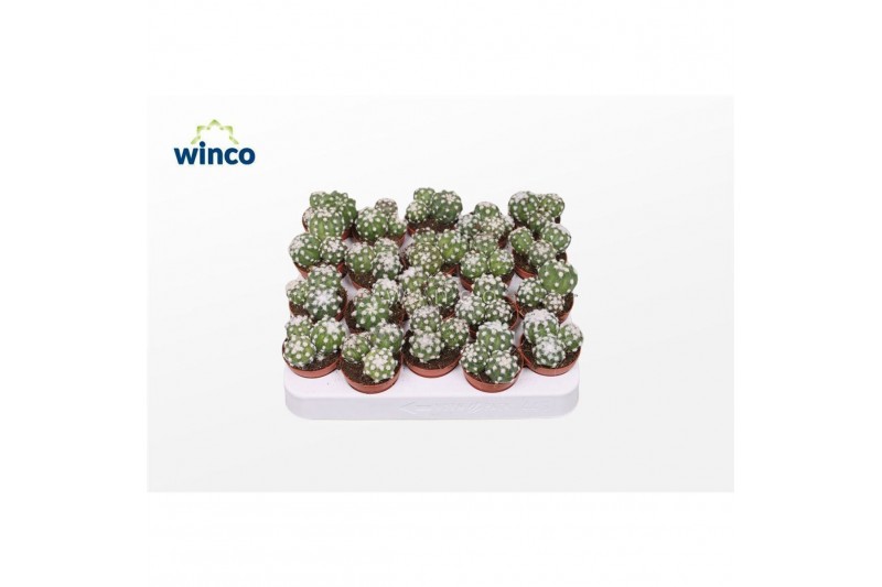 Cactus Echinopsis Subdenudata (group) 