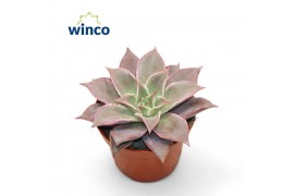 Echeveria Echeveria Madibaoverige bl.