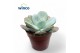 Echeveria Echeveria Lauii Hybride1 pp 1 bl. 