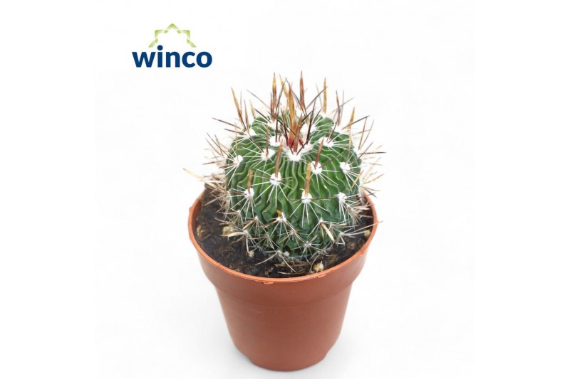 Cactus Echinofossulocactus Multicostatus1 pp 