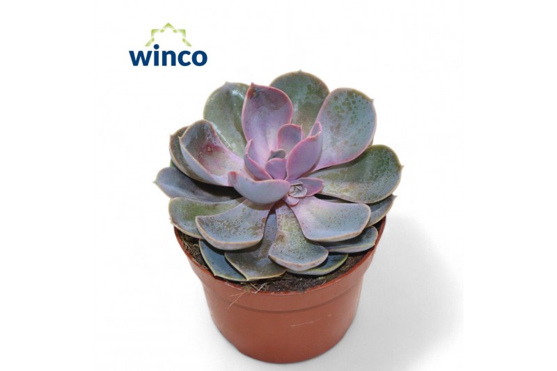 Echeveria perle von nurnberg Echeveria Pearl Von Neurenberg1 bl. 