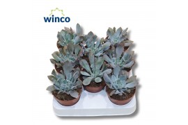 Echeveria Echeveria Trumpet1 bl.