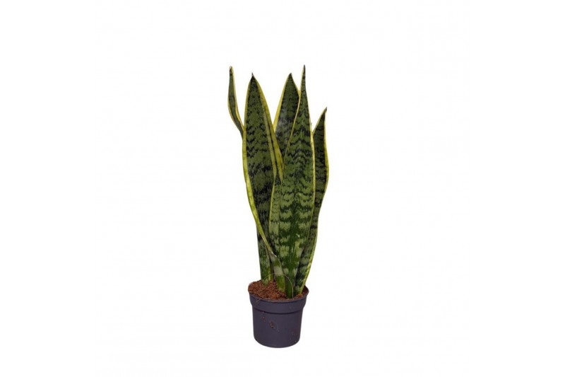 Sansevieria trifasciata laurentii Sansevieria Laurentii1 pp 