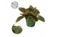 Episcia Episcia cupreata Shimmer 12cm 10 - 14  cm 1 pp 