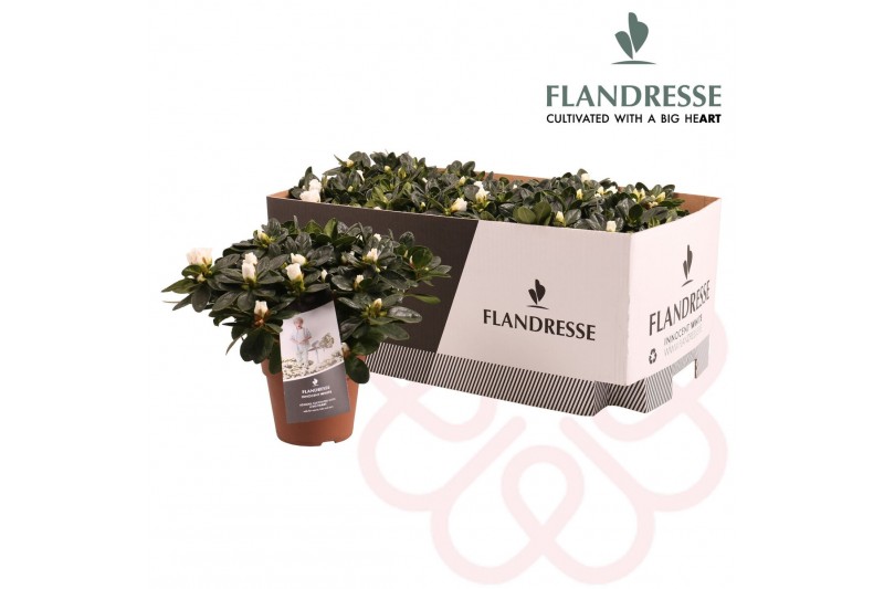 Rhododendron simsii innocent white Azalea Flandresse® Innocent White 2 