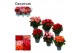 Begonia elatior du. mix Begonia gemengd zonder geel/ wit Decorumpp 