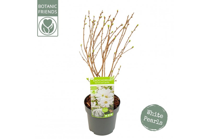 Exochorda racemosa Exochorda r. Magical Springtime ® 