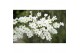 Exochorda racemosa Exochorda r. Magical Springtime ® 