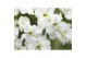 Exochorda racemosa Exochorda r. Magical Springtime ® 