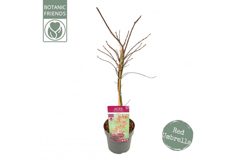 Acer palmatum garnet Acer palm. Garnet 