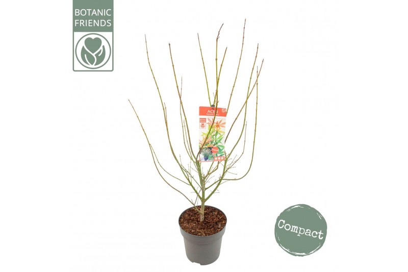 Acer palmatum jerre schwartz Acer palm. Jerre Schwartz 