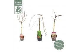 Acer palmatum mix Acer palm. diverse mix40 cm cm stam 3 kleuren per ka
