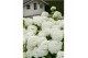 Hydrangea arborescens incrediball Hydrangea arbo. Strong Annabelle® 