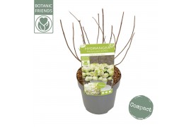 Hydrangea paniculata Hydrangea pan. Magical Mont Blanc®8 bl.