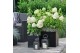 Hydrangea paniculata Hydrangea pan. Magical Mont Blanc®8 bl. 