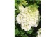 Hydrangea paniculata Hydrangea pan. Magical Mont Blanc®8 bl. 