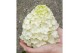 Hydrangea paniculata Hydrangea pan. Magical Mont Blanc®8 bl. 