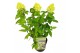 Hydrangea paniculata Hydrangea pan. Magical Mont Blanc®8 bl. 