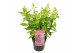 Hydrangea paniculata magical vesuvio Hydrangea pan. Magical Vesuvio®8  