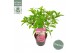 Hydrangea paniculata magical vesuvio Hydrangea pan. Magical Vesuvio®8  