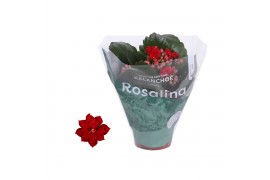 Kalanchoe rosalina don justino rood