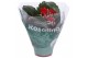 Kalanchoe rosalina don justino rood 