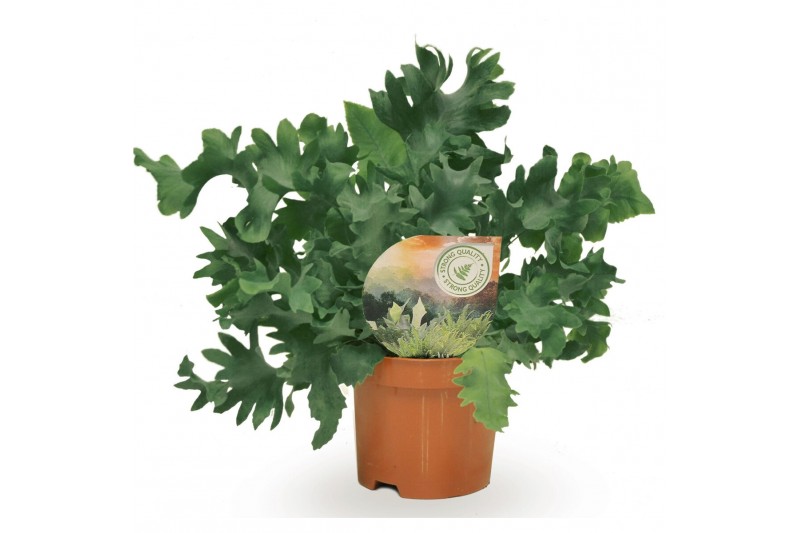 Phlebodium aureum davana 