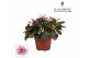 Rhododendron simsii bont Azalea Flandresse® bont 17+ cmcm diameter  pp 