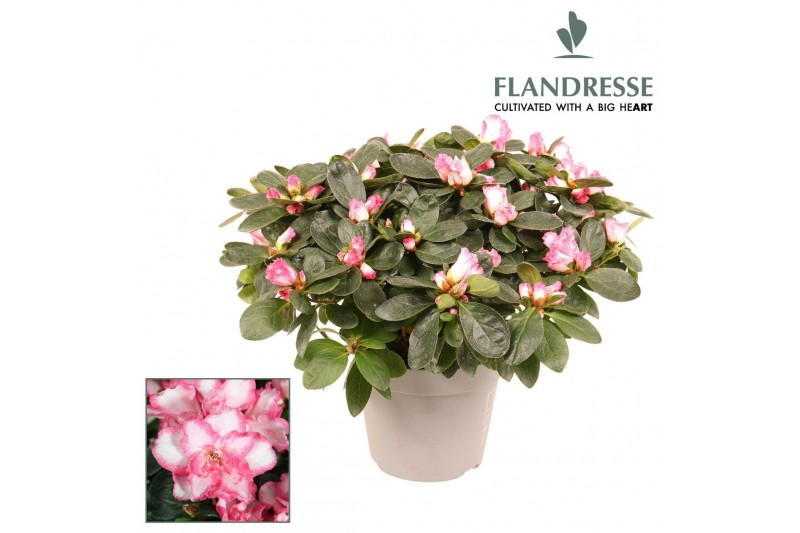 Rhododendron simsii bont Azalea Flandresse® bont 30 - 32 cmcm diameter 