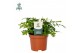Asplenium parvati Asplenium parvati - Air So Pure10 cm diameter 