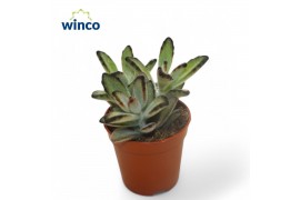 Kalanchoe tomentosa Kalanchoe Tomentosa Nigraoverig pp