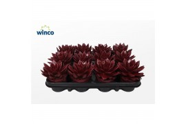 Echeveria agavoides Echeveria Agavoides Paint Bordeaux Red1 bl.