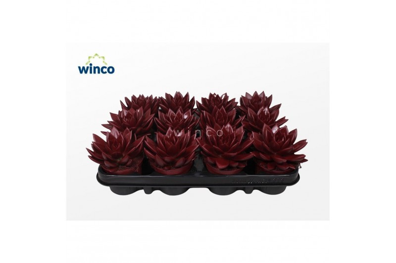 Echeveria agavoides Echeveria Agavoides Paint Bordeaux Red1 bl. 