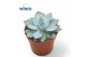 Echeveria Echeveria Blue bird1 pp 1 bl. 