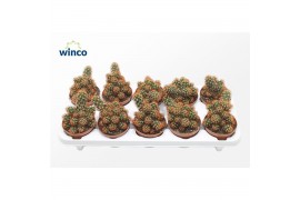 Mammillaria elongata Mammillaria Elongata Rubra