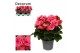 Begonia berseba Begonia berseba paars 13cm Decorum1 pp 