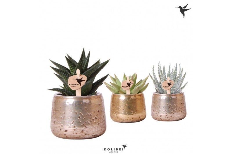 Succulenten mix Kolibri Greens Succulenten mix in Luxury pot mix1 pp 