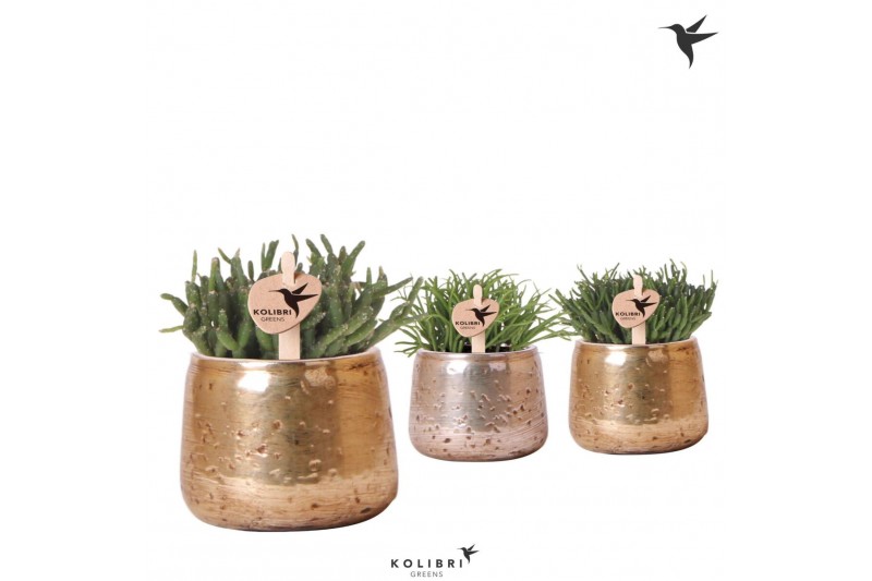 Rhipsalis mix Kolibri Greens Rhipsalis mix in Luxury pot mix1 pp 