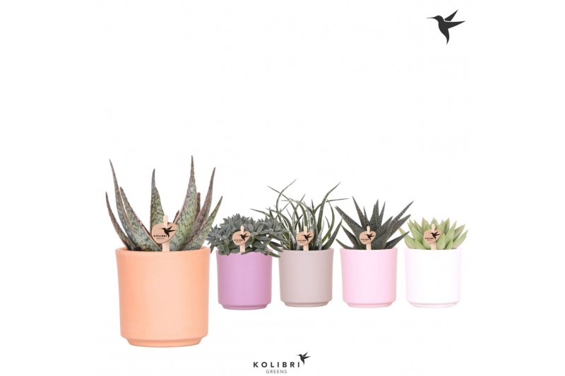 Succulenten mix Kolibri Greens Succulenten mix in Simplicity pot mix1  