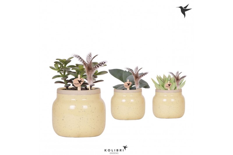 Succulenten mix Kolibri Greens Succulenten mix in Vintage Bowl pot kha 