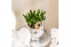 Succulenten mix Kolibri Greens Succulenten mix in Le Chic pot silver1  