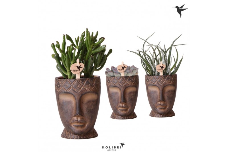 Succulenten mix Kolibri Greens Succulenten mix in Totem Mask pot1 pp 