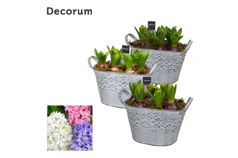 Arrangementen hyacinthus Hyacint Flower Basket HL12633 [PURE] 6 pp 150 